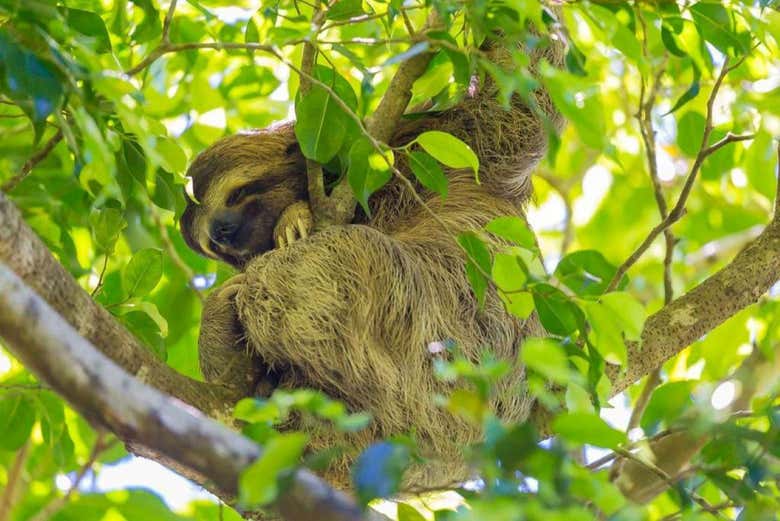 El popular perezoso en la rama de un árbol