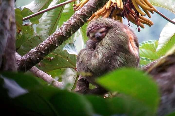 Un paresseux à Tortuguero