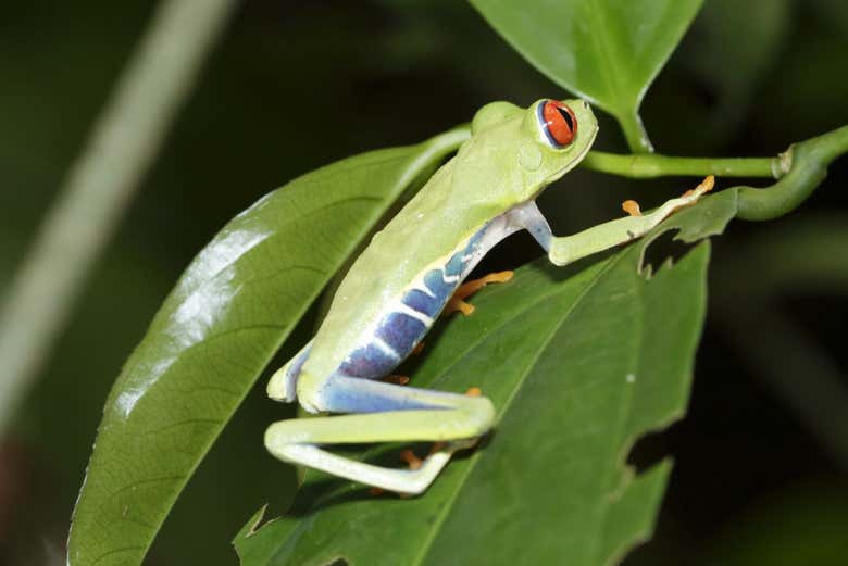La grenouille aux yeux rouges typique du Costa Rica