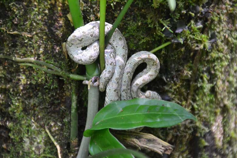 Explore the exotic flora and fauna!