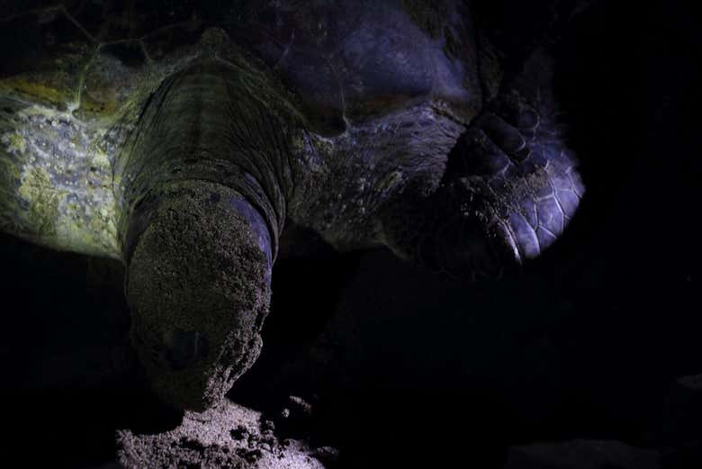 Get ready to meet these fascinating reptiles