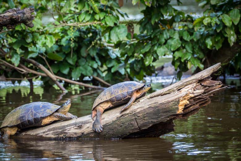 Tortues typiques de Tortuguero