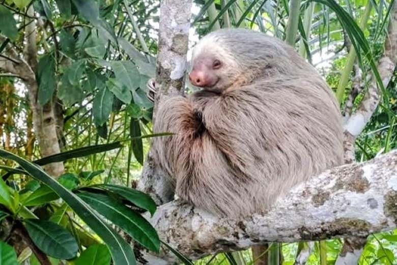Un ejemplar de perezoso de dos dedos en Tortuguero