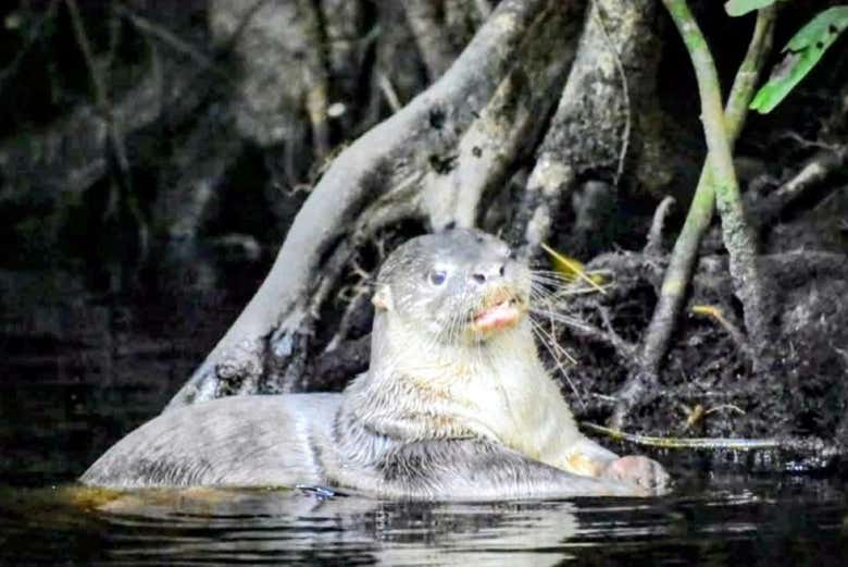 Nutria en el Parque Nacional Tortuguero