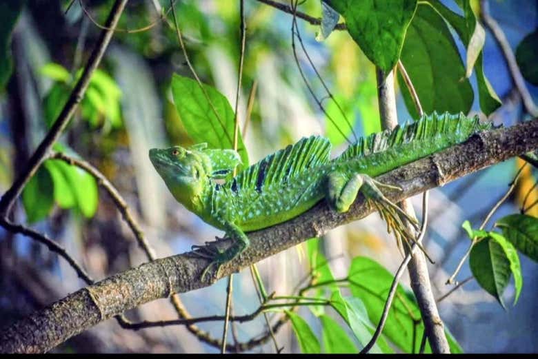 Lagarto en Tortuguero