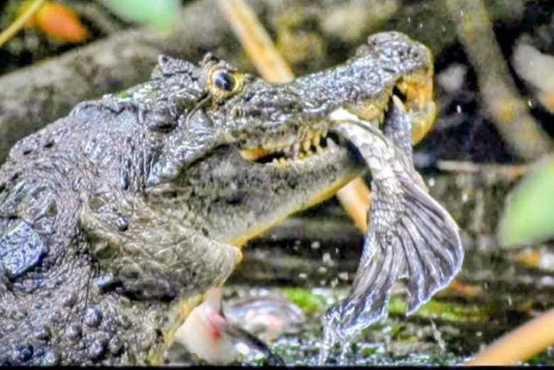 Cocodrilo americano en el Parque Nacional de Tortuguero
