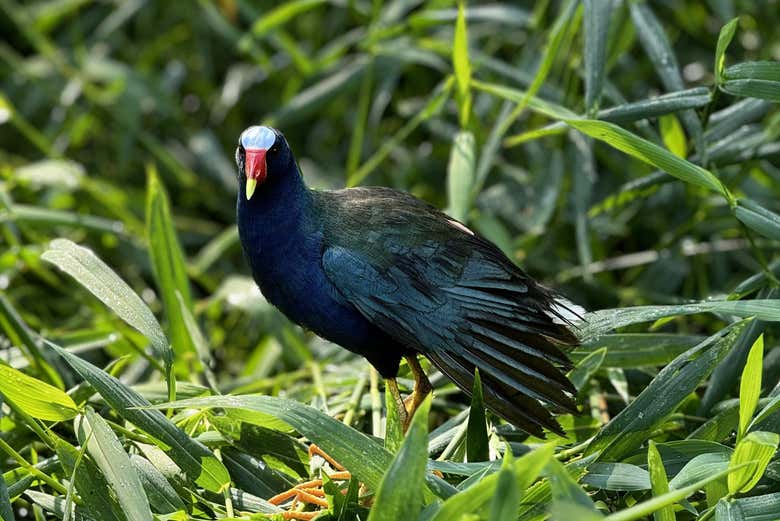 Podemos admirar a fauna de Tortuguero