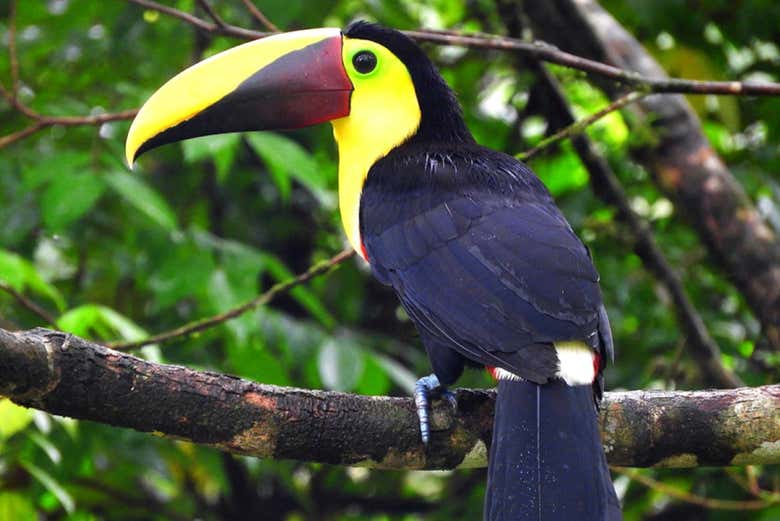 Spot toucans along the Jaguar trail