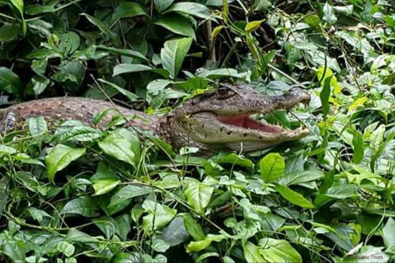 Animaux dans la végétation