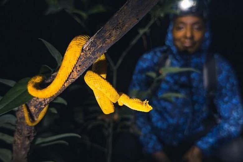 Vida salvaje de noche