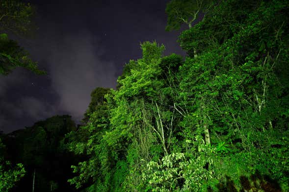 Senderismo nocturno por Tortuguero