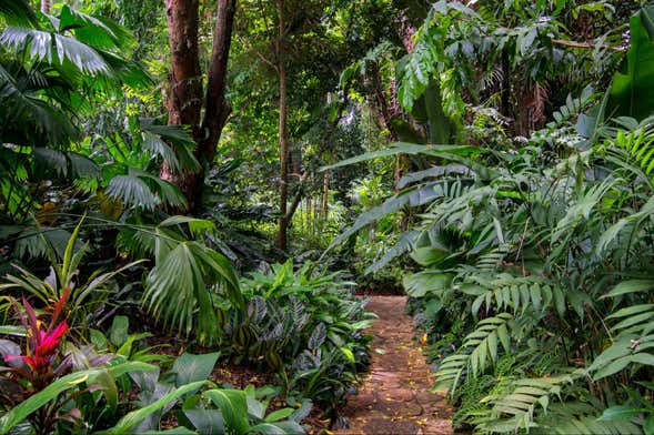 Senderismo por el Parque Nacional Tortuguero