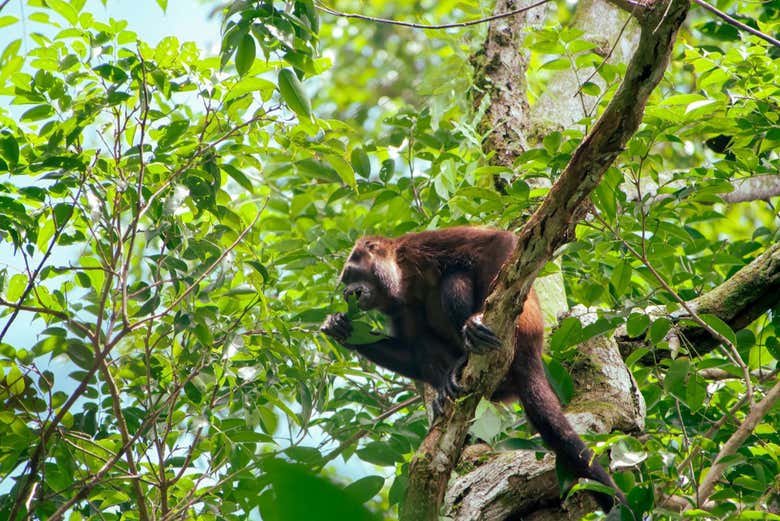 El popular mono aullador