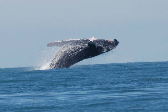 Vous verrez comment les baleines nagent