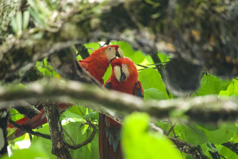 Veremos gran diversidad de especies
