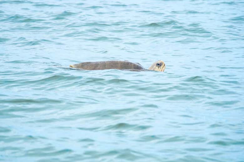 Una tortuga nadando en el mar