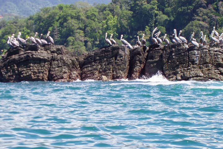 Vous verrez également des pélicans depuis le bateau