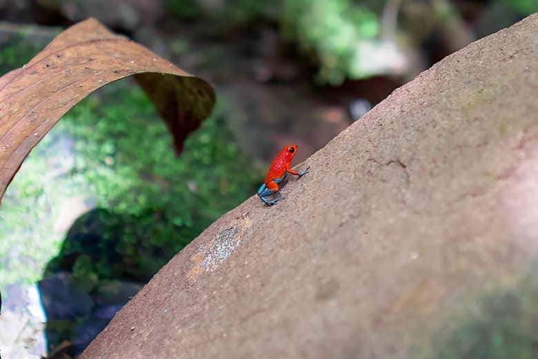 Una de las coloridas ranas en el parque