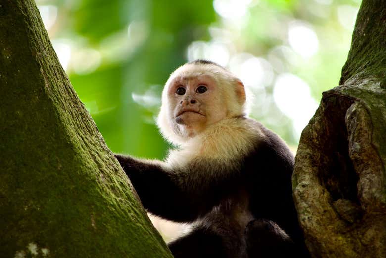Un ejemplar de mono capuchino
