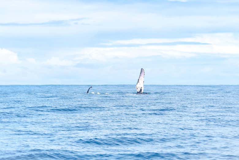 Si tenemos suerte, nos encontraremos con diferentes especies