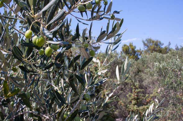 Visite sur le thème de l'huile d'olive à Cres