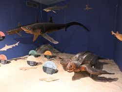 Peixes do Museu da História Natural