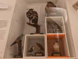 Aves dissecadas no museu