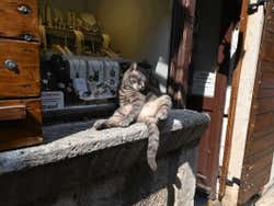 Gatos en Kotor