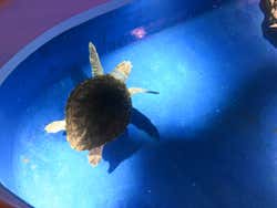 Tartaruga marinha