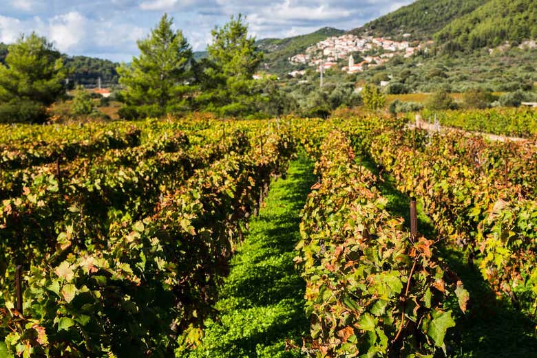 Los famosos viñedos de Korčula