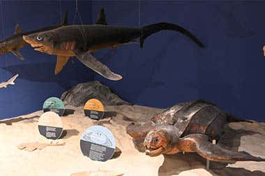 Museu de História Natural