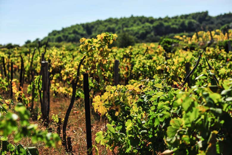 Les vignobles de Lumbarda