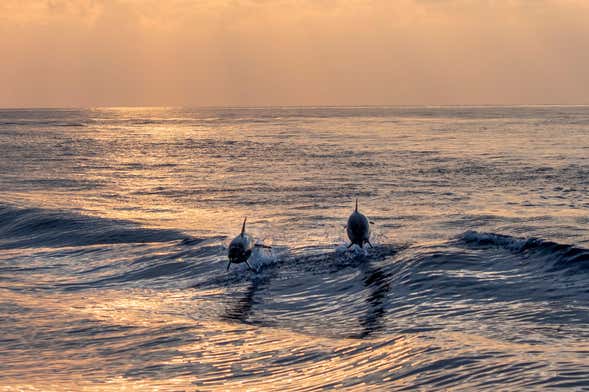 Avistamento de golfinhos ao entardecer