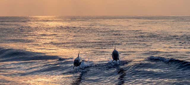 Avistamiento de delfines al atardecer