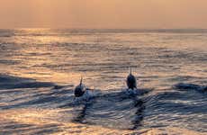 Avistamento de golfinhos ao entardecer