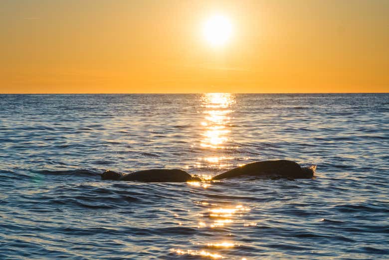 Dolphins in the Adriatic