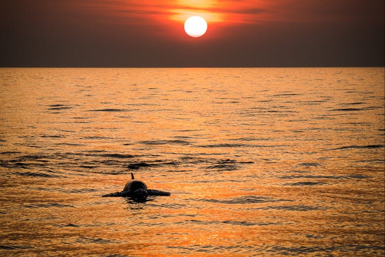 Dolphin watching at sunset