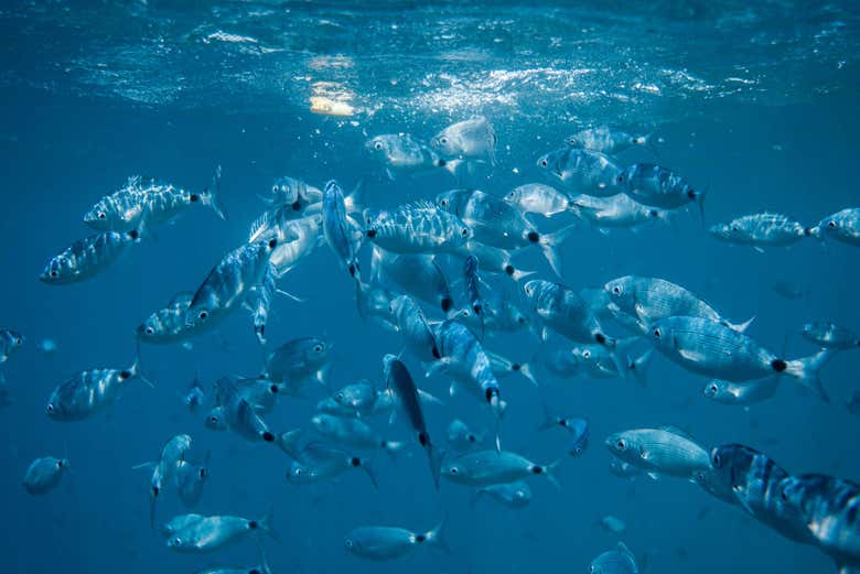 Swim among the fish!