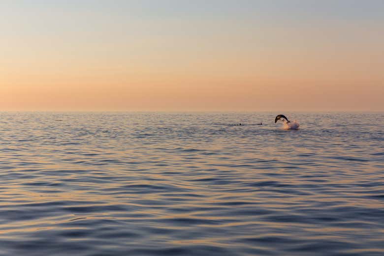 Dolphin watching