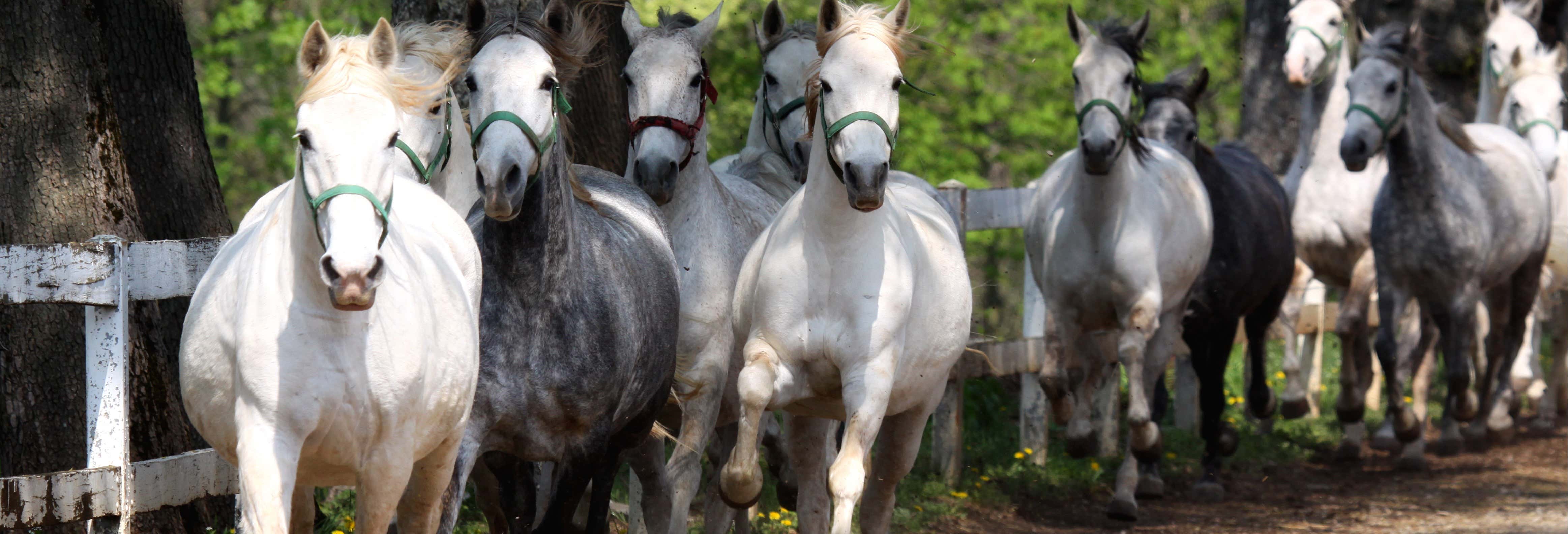 Escursioni di un giorno a Opatija