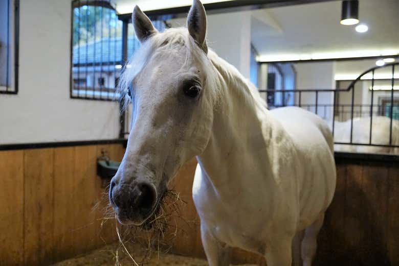 Cavallo lipizzano