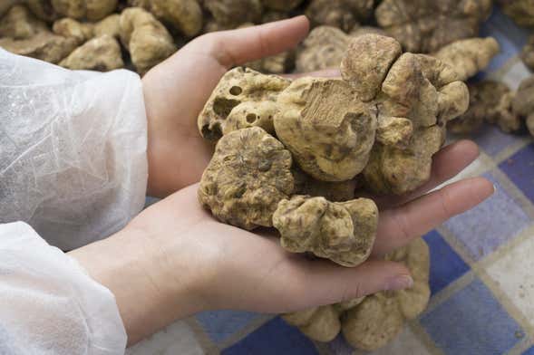 Tour gastronômico pela Ístria
