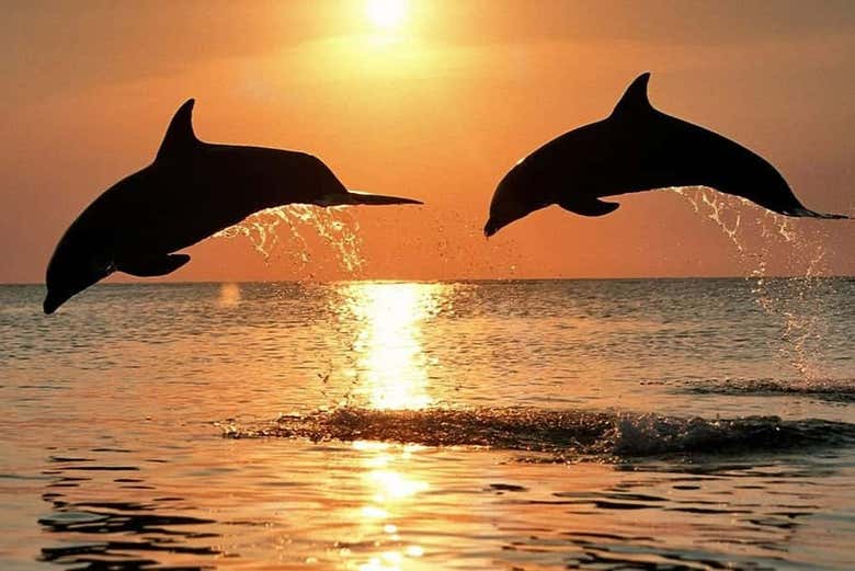Keep your eyes peeled for dolphins!