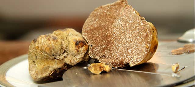 Excursion gastronomique en Istrie