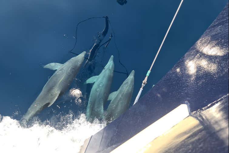 Unos delfines nadando junto a la embarcación 