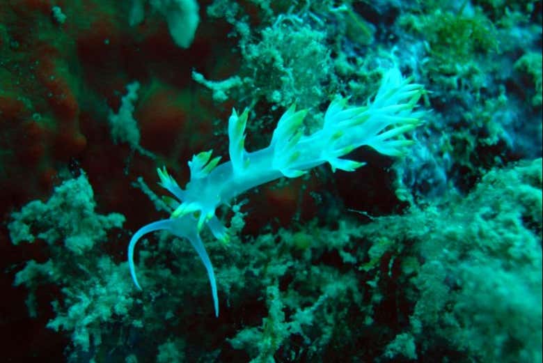 Découvrez les fonds marins de la région
