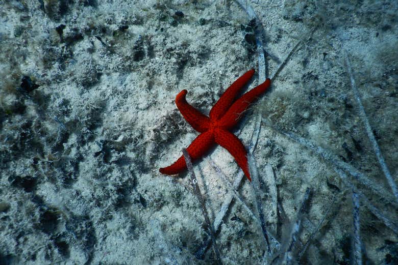 Spot different species of sea life