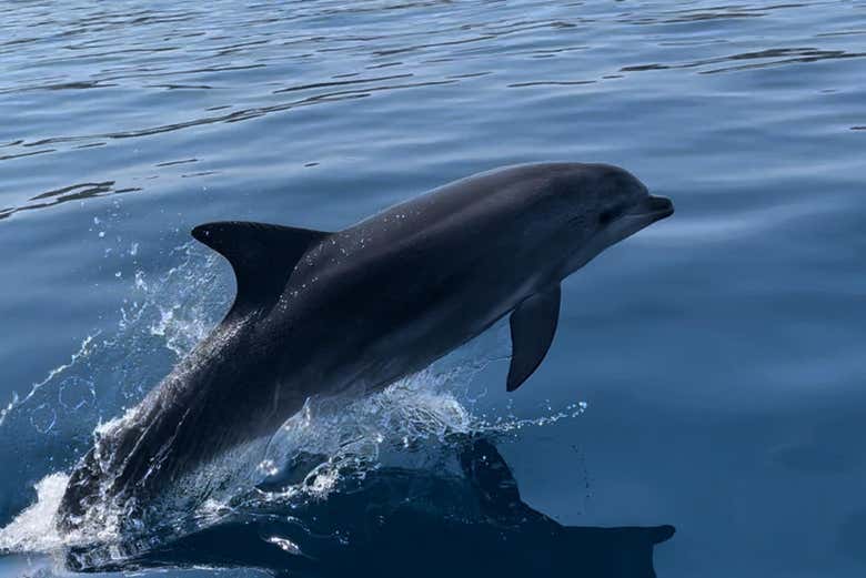 We might even spot some dolphins!