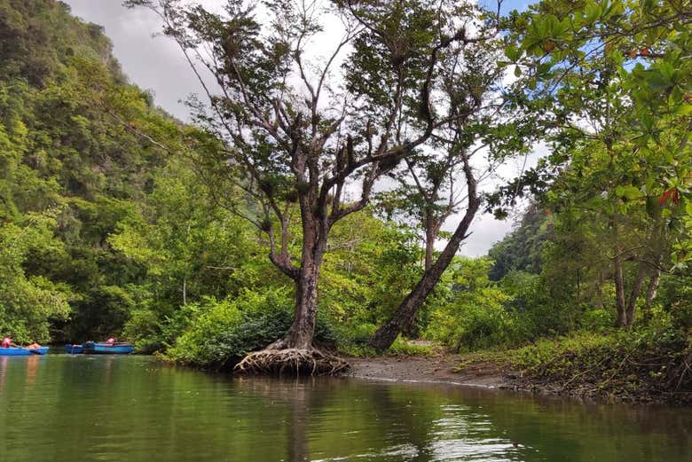 La vegetazione che circonda il fiume Yumurí