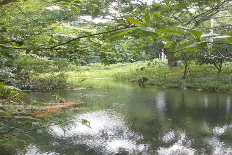 Caminata por el bosque